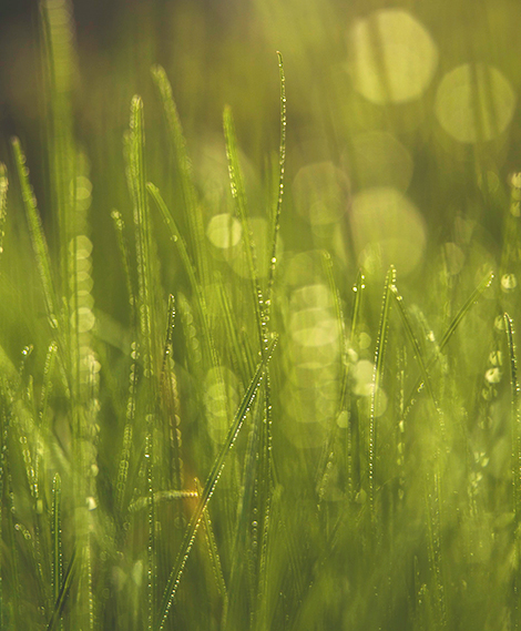 Green IT mission